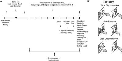Sex differences in cognitive flexibility are driven by the estrous cycle and stress-dependent